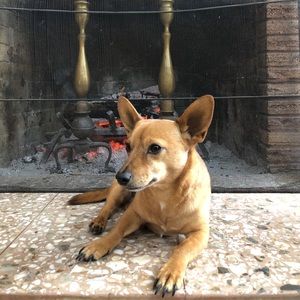 Meet your Posher, Rodney